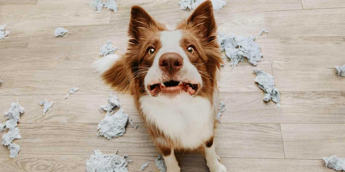 Separation Anxiety in Dogs: How to Help Your Dog